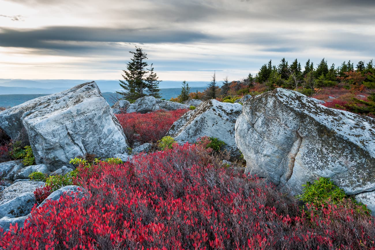 Dolly Sods Wilderness